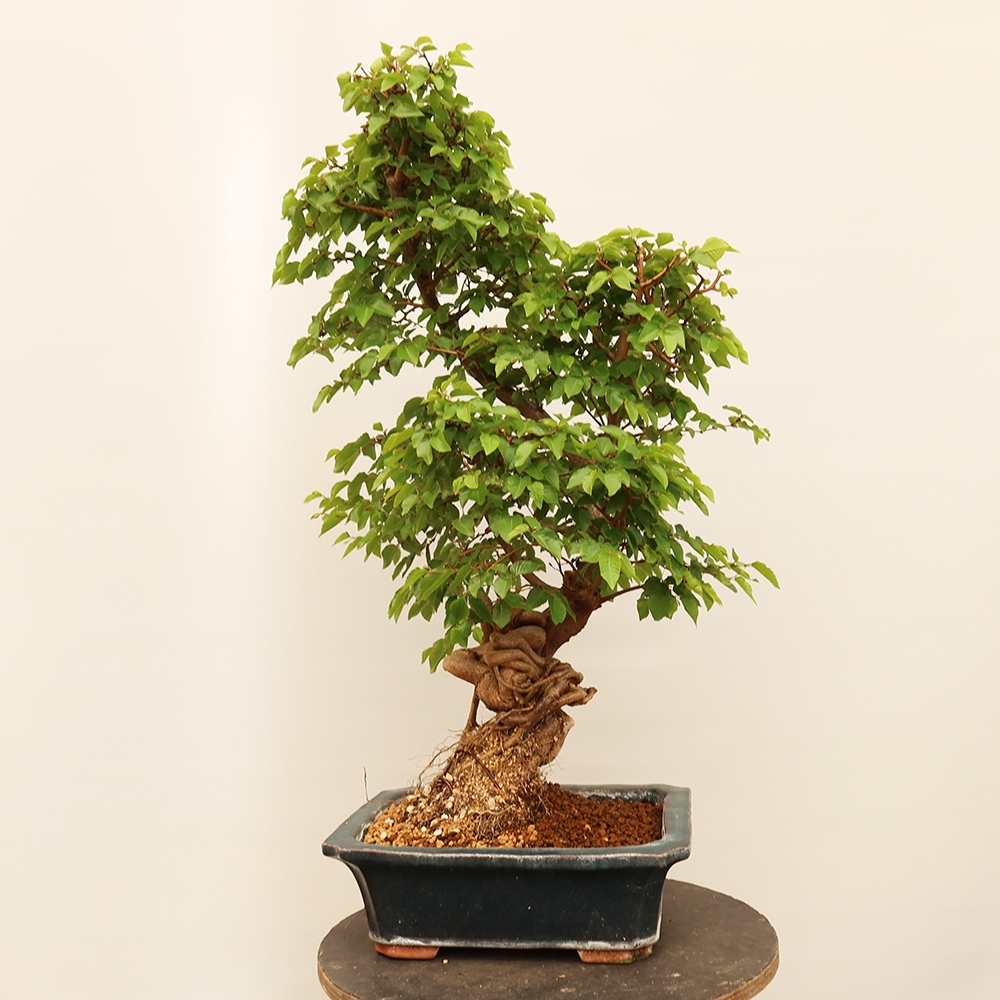 Bonsai im Freien - Carpinus Coreana - Koreanische Hainbuche