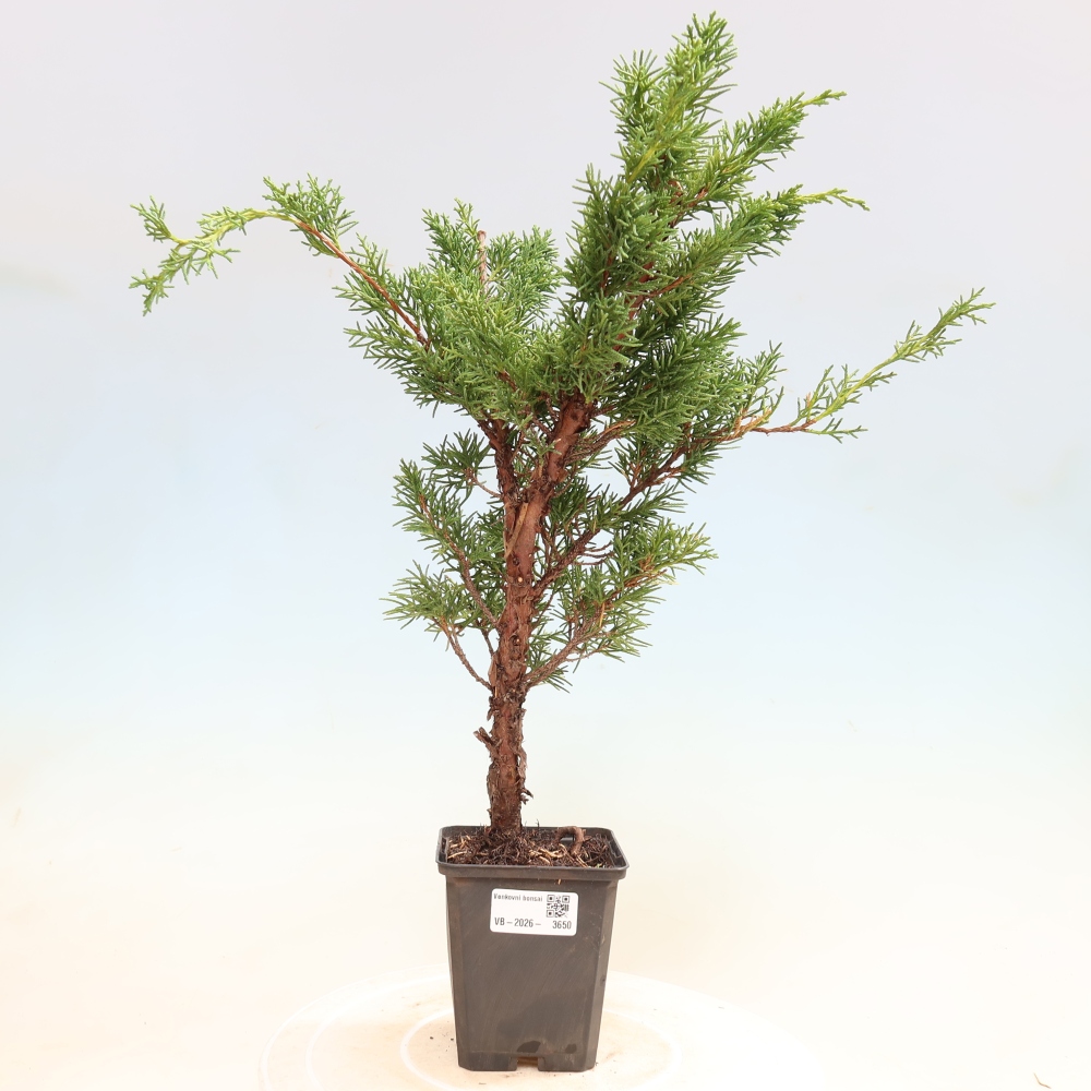 Bonsai für draußen - Juniperus chinensis Kishu