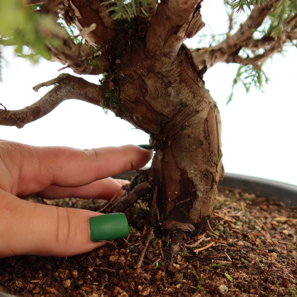Bonsai für draußen - Juniperus chinensis Itoigawa-Juniperus chinensis