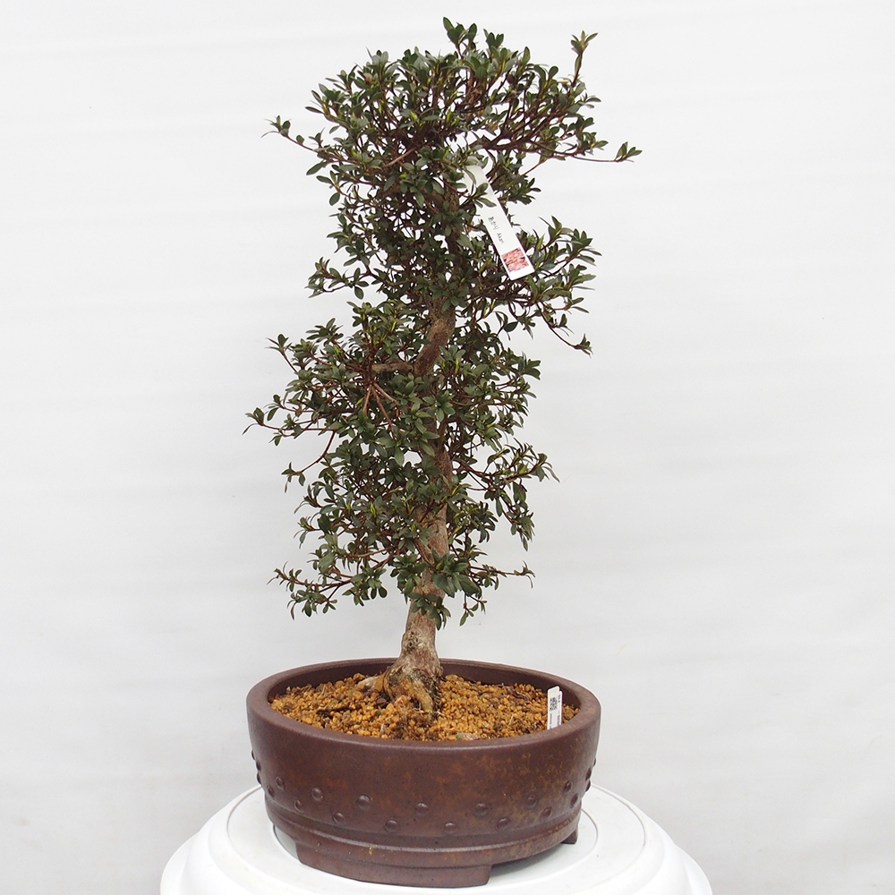 Bonsai für draußen - Japanische Azalee - Azalee Akari