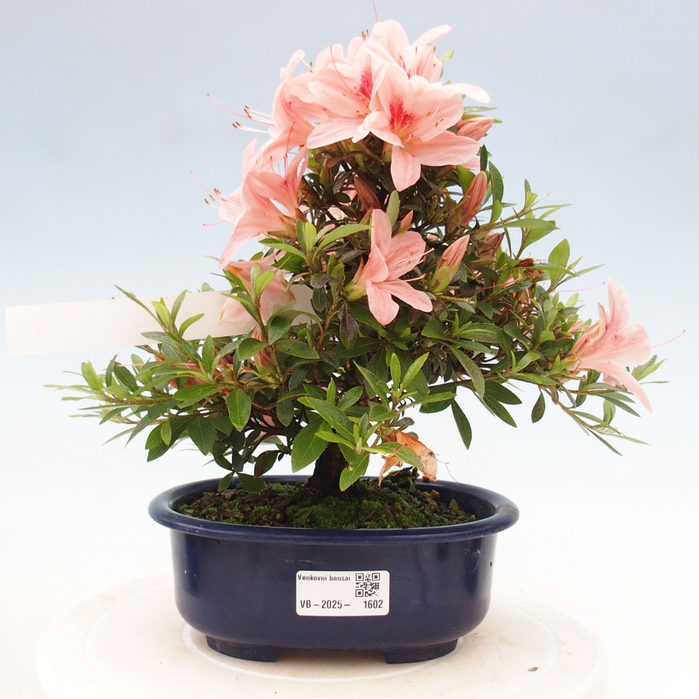 Bonsai im Freien - Japanische Azalee - Azalea Nikko