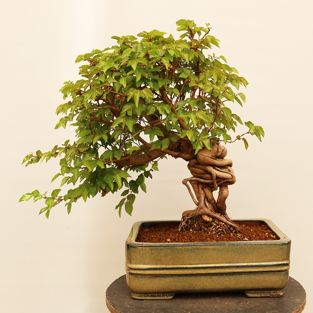 Bonsai im Freien - Carpinus Coreana - Koreanische Hainbuche