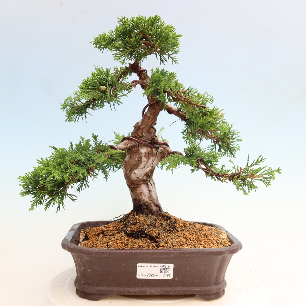 Bonsai für draußen - Juniperus chinensis Itoigawa-Juniperus chinensis