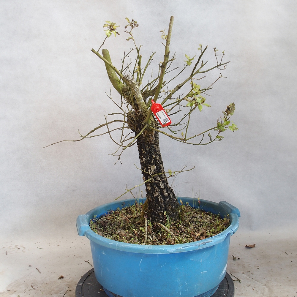 Freilandbonsai Quercus Cerris - Eiche Cer