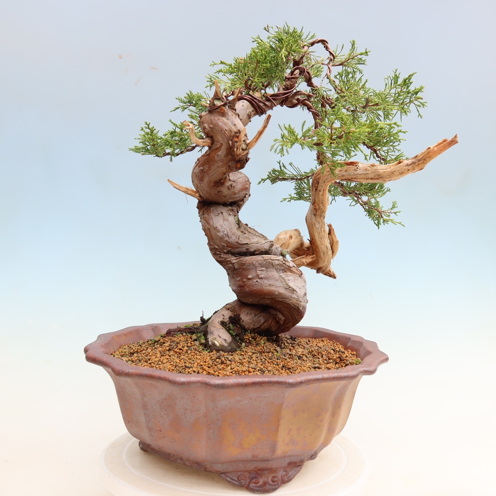 Bonsai für draußen - Juniperus chinensis Itoigawa-Juniperus chinensis