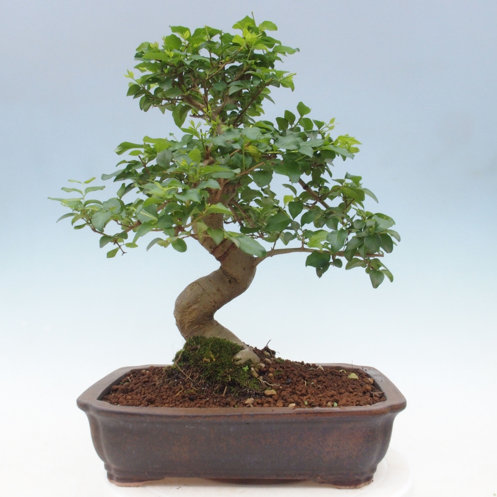 Zimmerbonsai - Ligustrum chinensis - Vogelperspektive