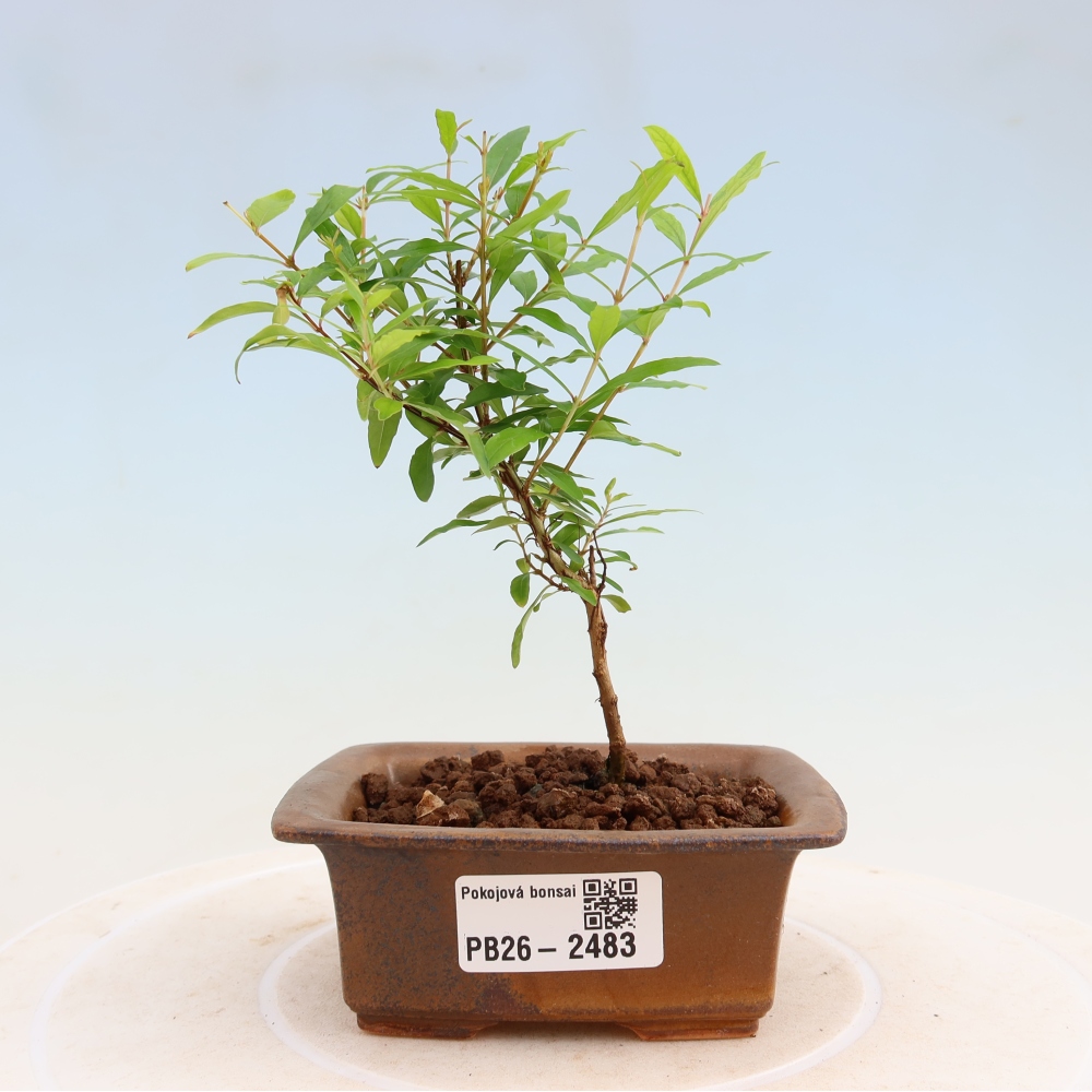 Zimmer-Bonsai-PUNICA granatum nana-Apfel-Granatapfel