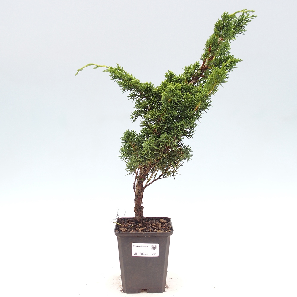 Outdoor-Bonsai - Juniperus chinensis Kishu - Chinesischer Wacholder