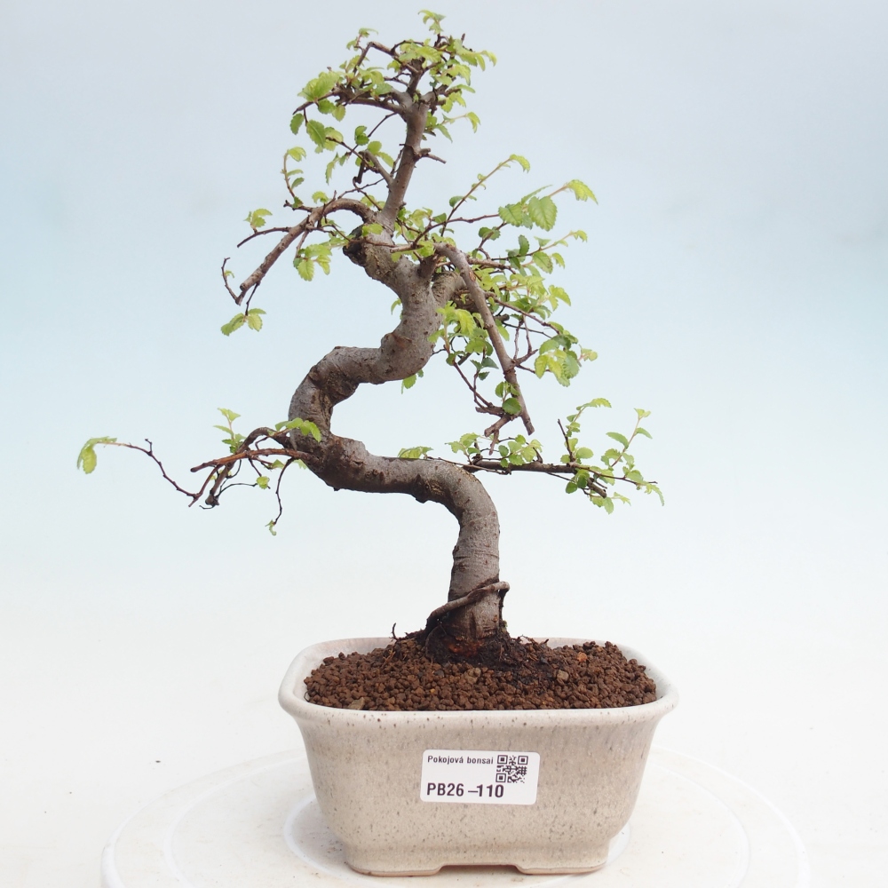 Zimmerbonsai - Ulmus parvifolia - Kleinblättrige Ulme