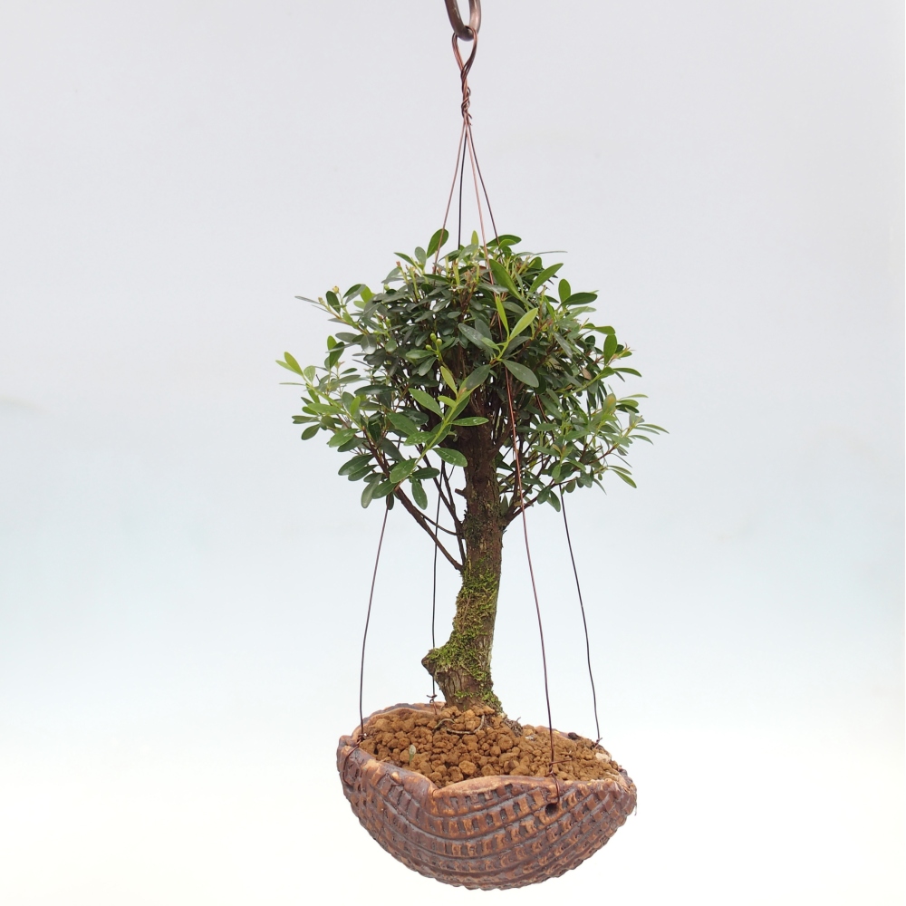 Kokedama aus Keramik – Syzygium – Piment