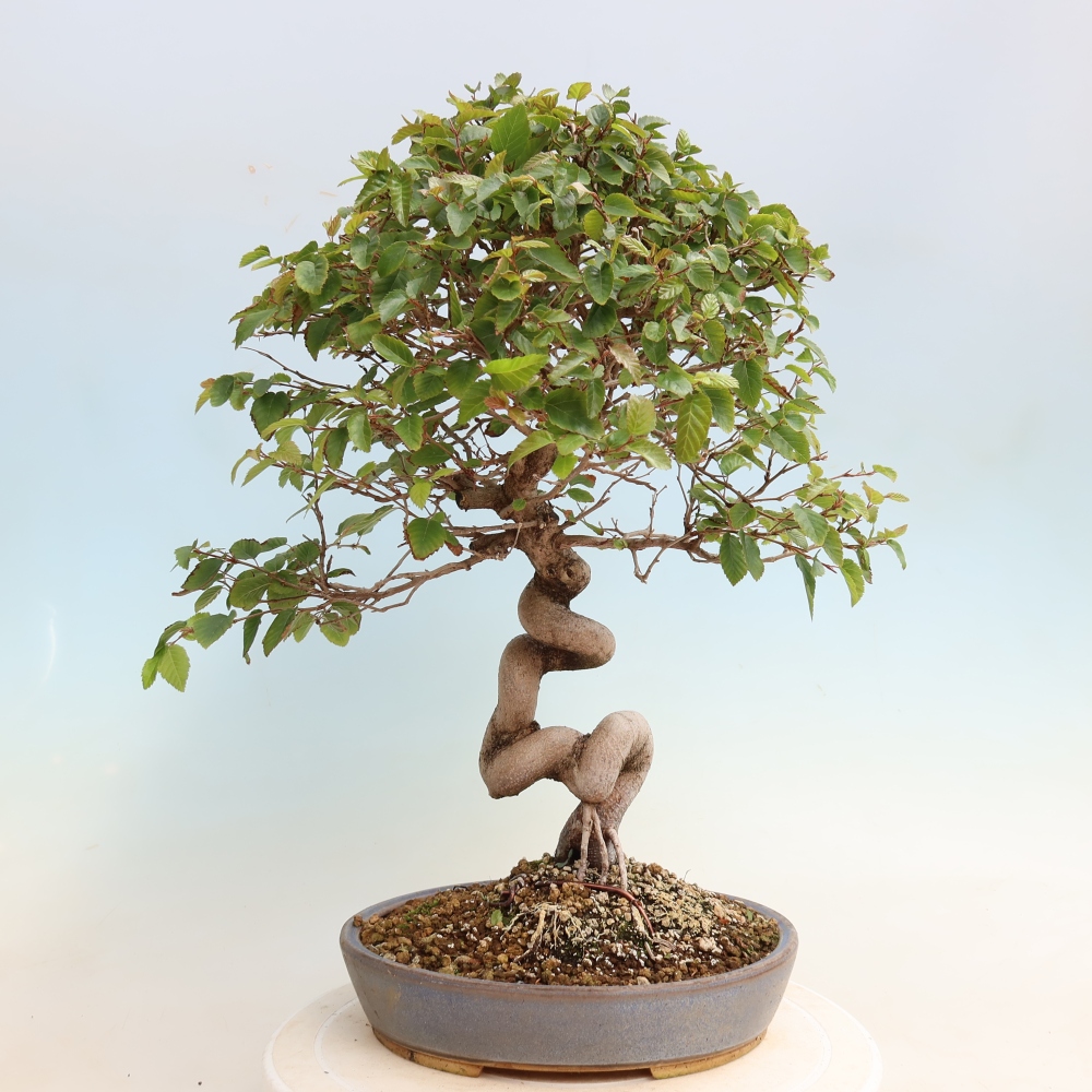 Bonsai für draußen -Carpinus CARPINOIDES - Koreanische Hainbuche