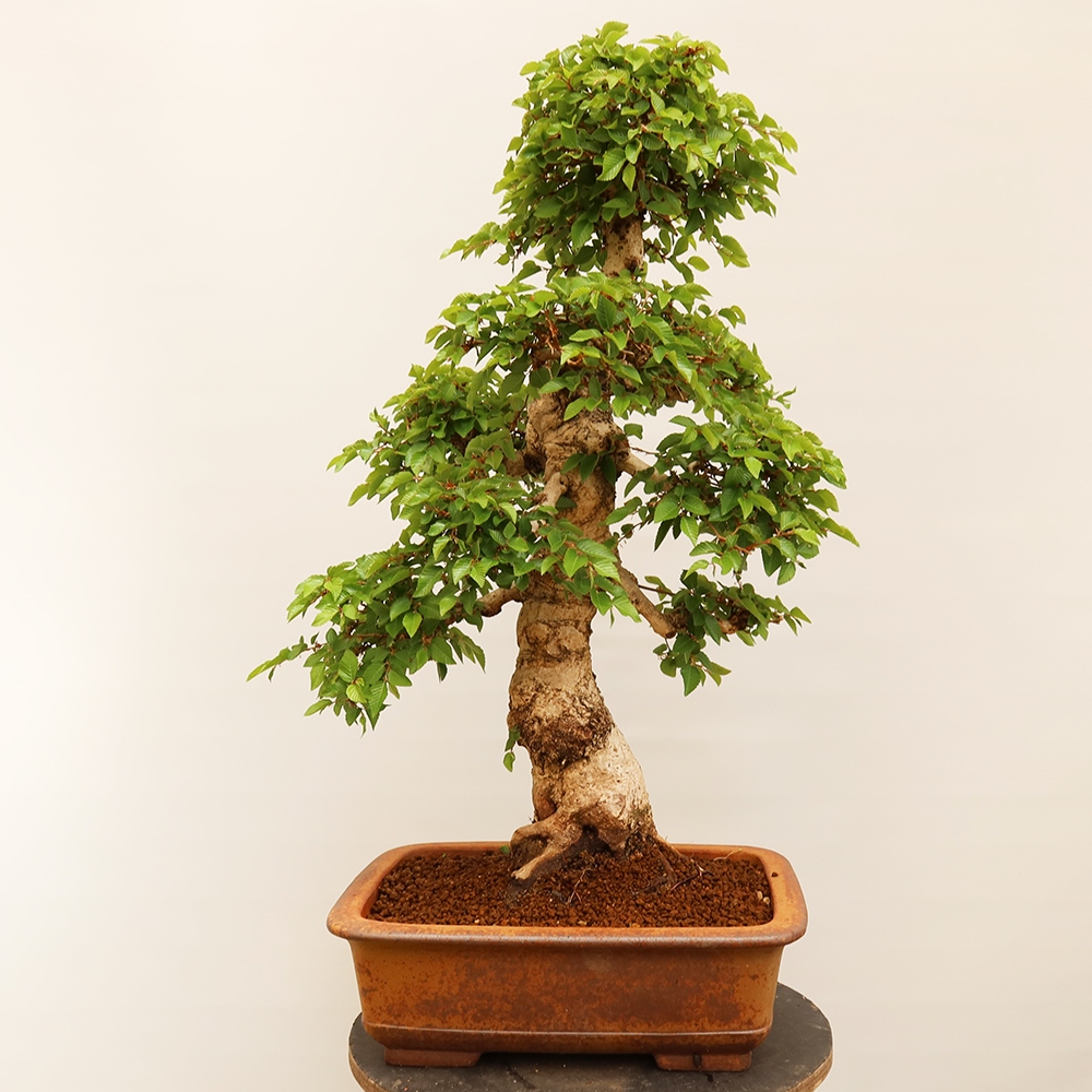 Bonsai im Freien - Carpinus Coreana - Koreanische Hainbuche