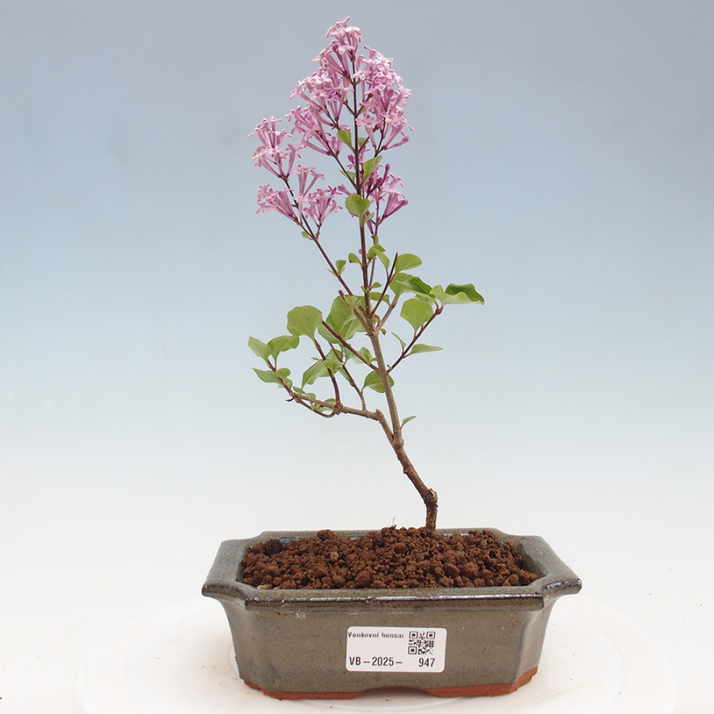 Bonsai im Freien – Syringa Meyeri Palibin – Meyers Flieder