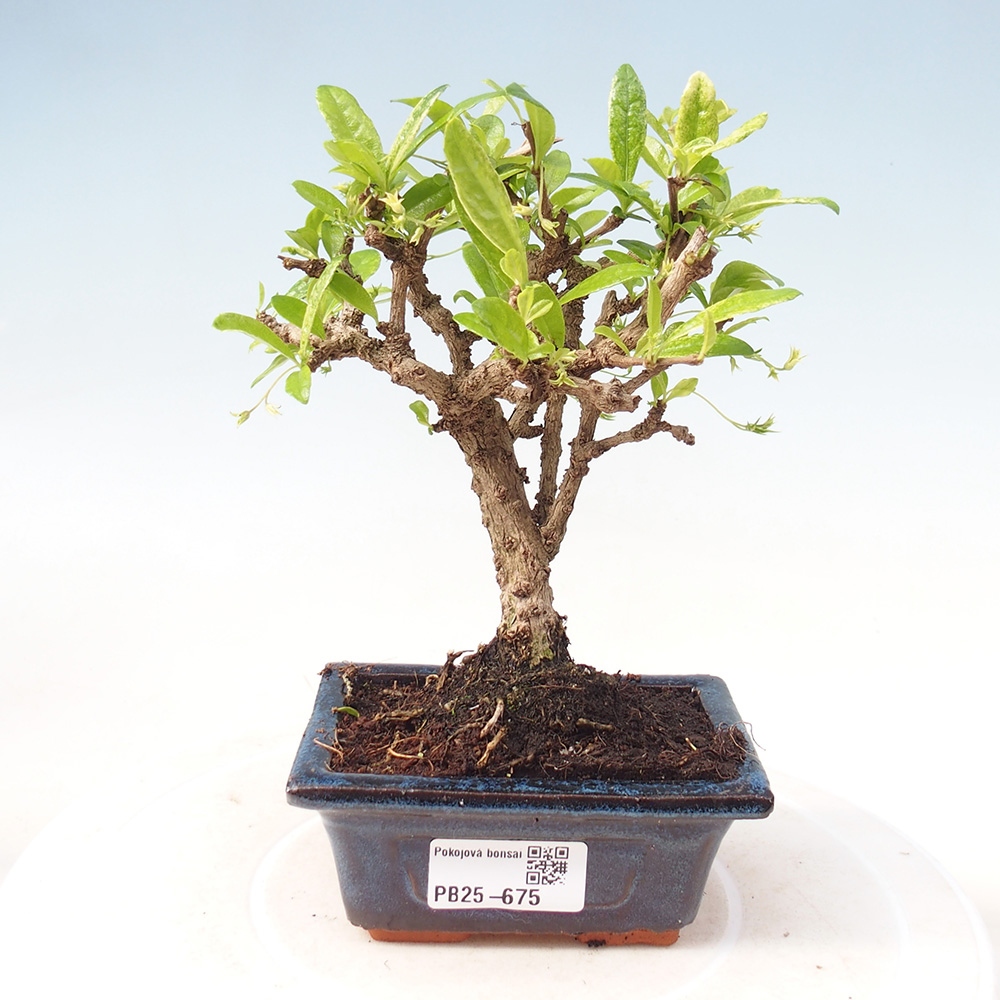 Zimmerbonsai - Carmona Macrophylla - Fuki-Tee
