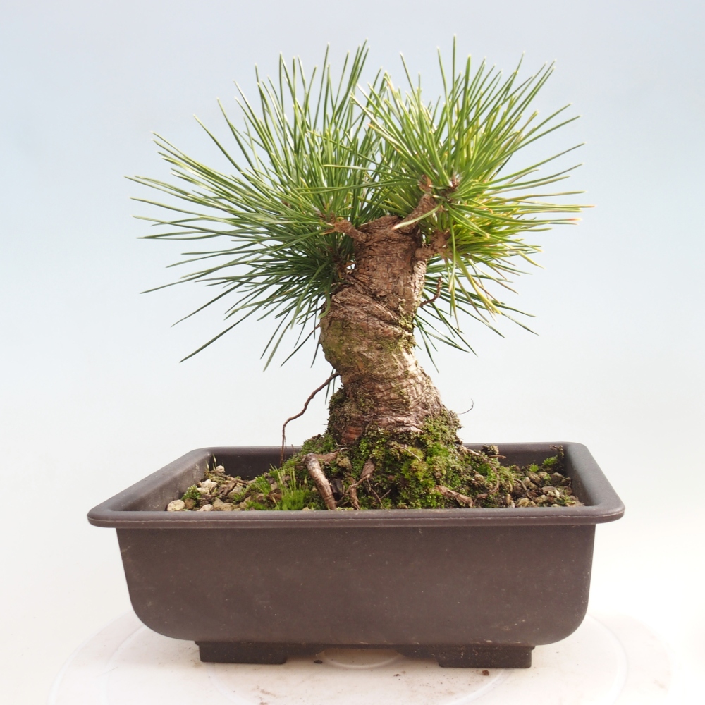 Bonsai für draußen - Pinus thunbergii - Thunberg-Kiefer