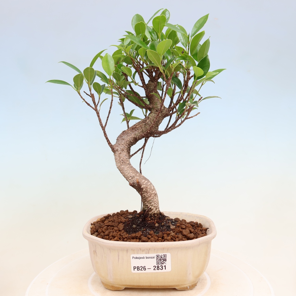 Zimmerbonsai - Ficus kimmen - Kleinblättriger Ficus