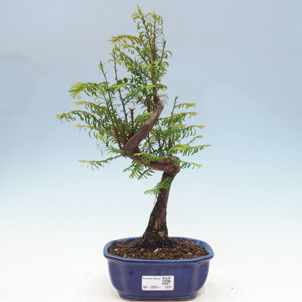 Bonsai im Freien - Metasequoia glyptostroboides - Chinesischer Metasequoia