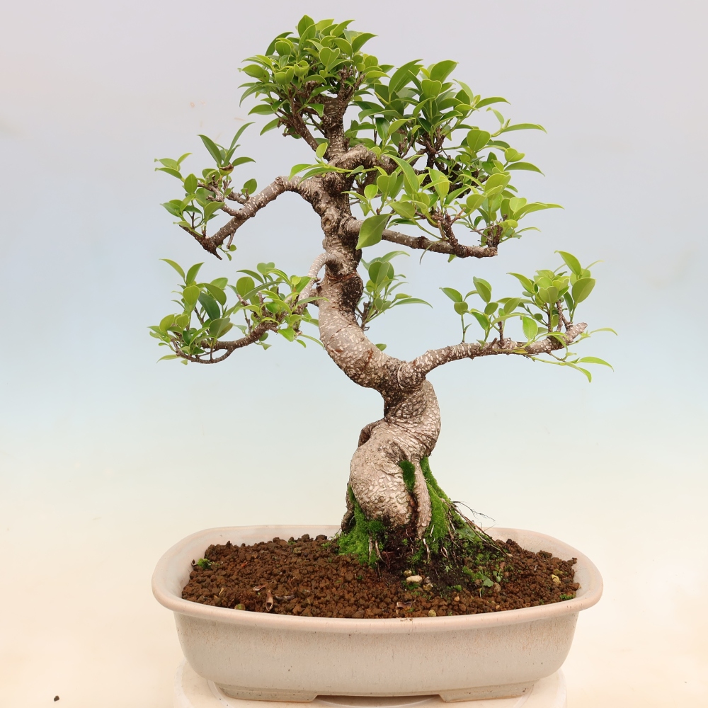 Zimmerbonsai - Ficus kimmen - Kleinblättriger Ficus