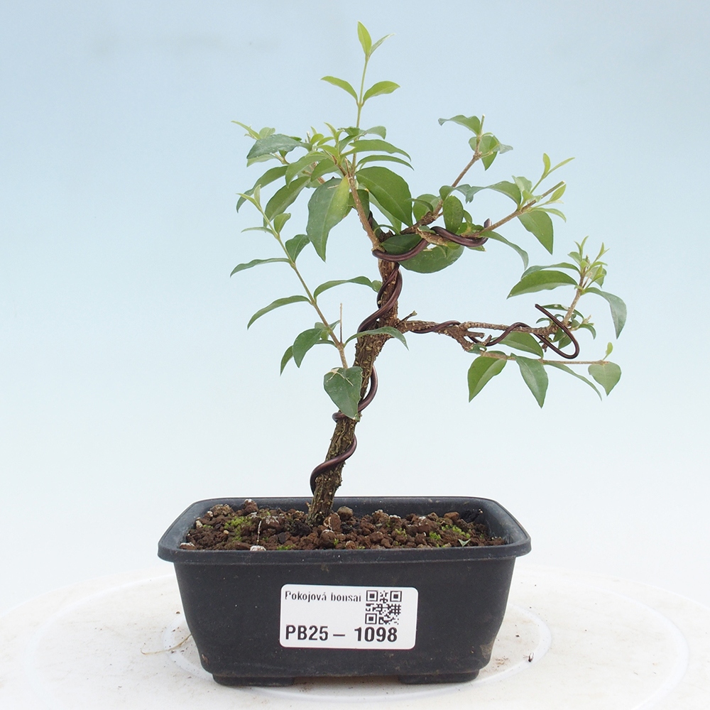 Zimmerbonsai - Malpighia coccigera - Barbdor-Kirsche