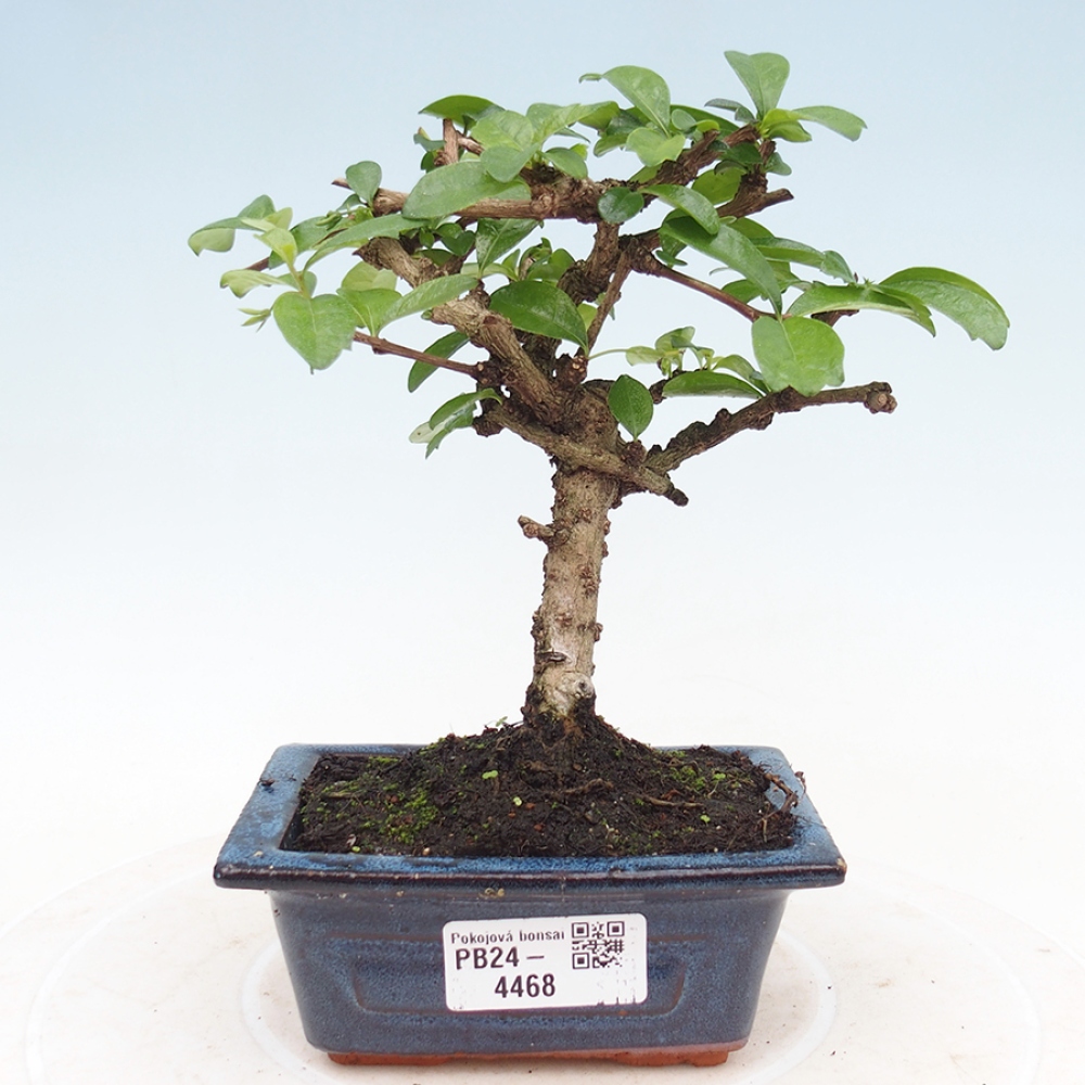 Zimmerbonsai - Carmona Macrophylla - Fuki-Tee