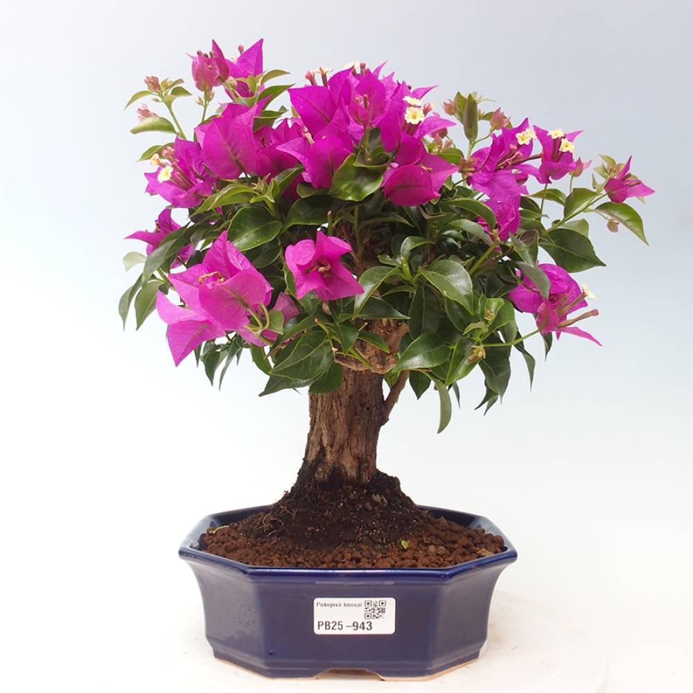 Indoor Bonsai - Bouganwilea
