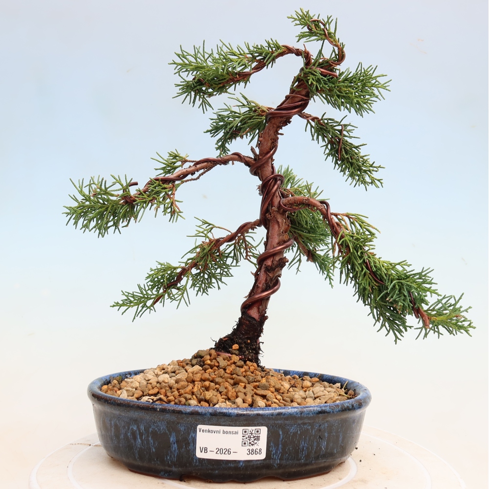 Bonsai für draußen - Juniperus chinensis Kishu