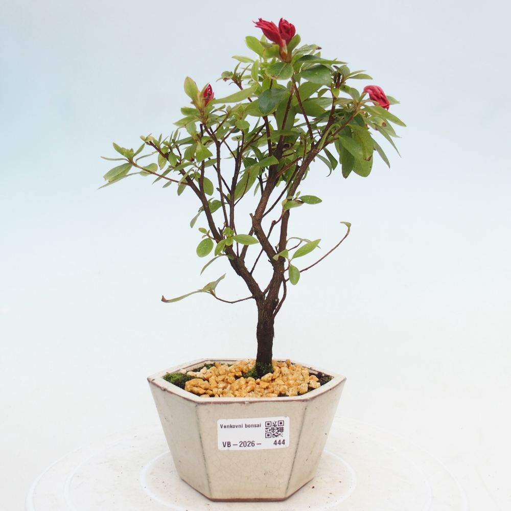 Bonsai für draußen - Japanische Azalee - Azalea sp.