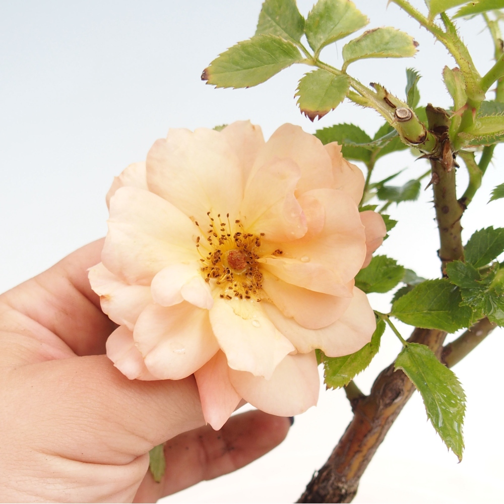 Freilandbonsai - Rosa Kordes -  Rose