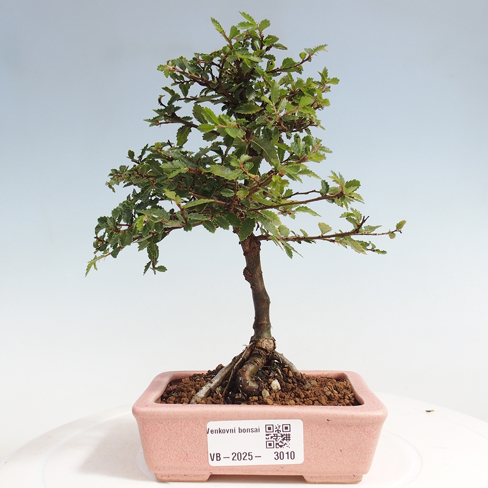 Bonsai im Freien - Ulmus parvifolia Sagei - Kleinblättrige Ulme