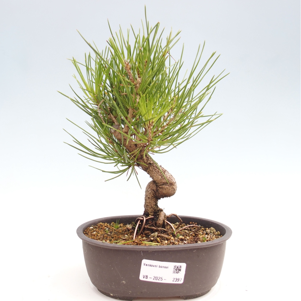 Bonsai im Freien - Pinus thunbergii - Thunbergia-Kiefer
