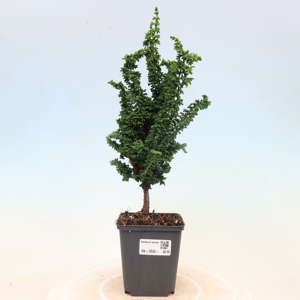 Bonsai für draußen - Cham. obtusa SEKKA HINOKI - Zypresse