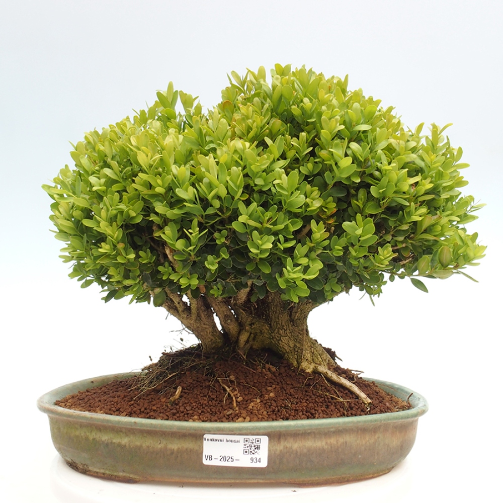 Outdoor-Bonsai - Buxus sempervirens - Buchsbaum