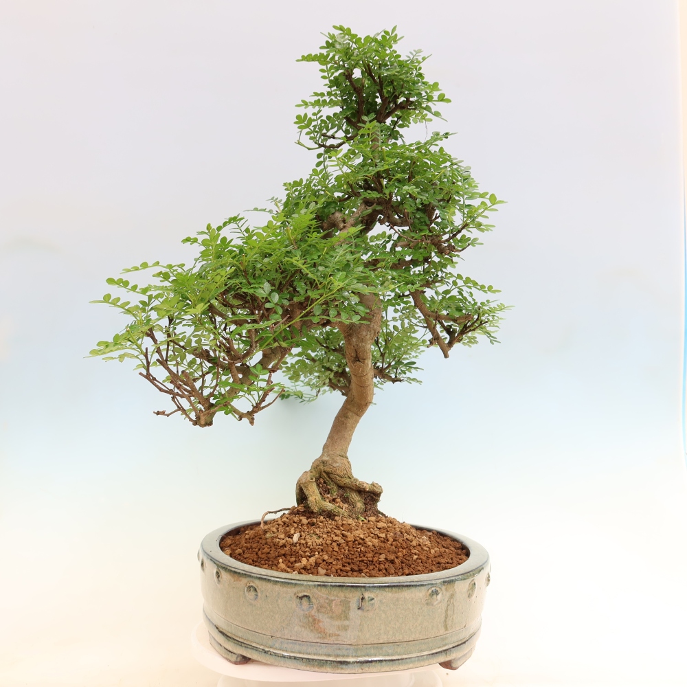 Zimmer Bonsai - Zantoxylum piperitum - Pfefferbaum