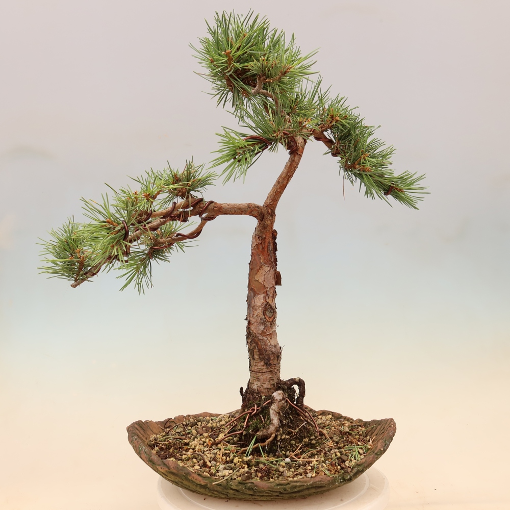 Bonsai für draußen - Pinus Sylvestris Watererri - Waldkiefer