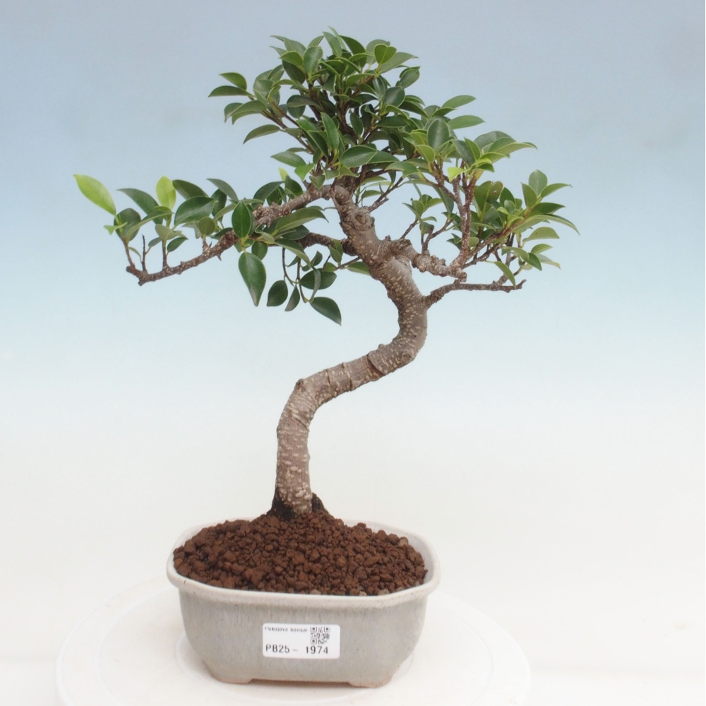 Indoor-Bonsai - Ficus retusa - kleiner Ficus