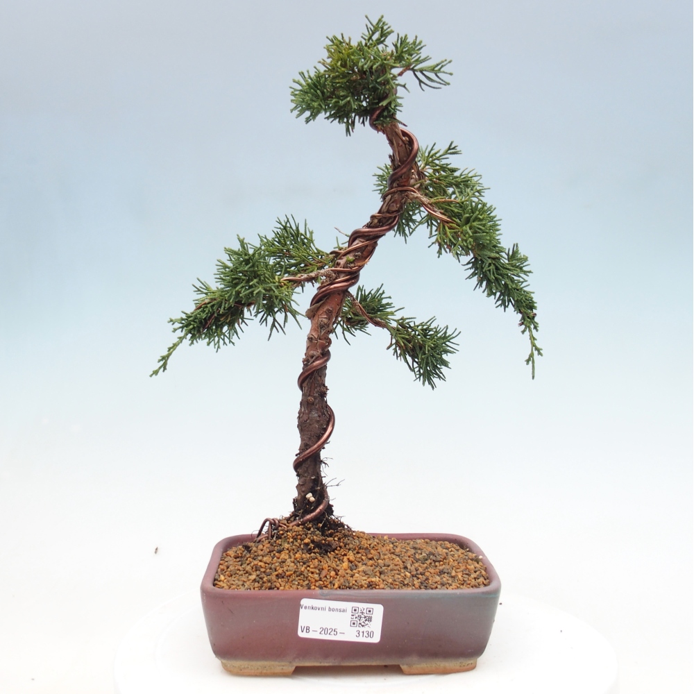 Bonsai im Freien - Juniperus chinensis Kishu - Chinesischer Wacholder