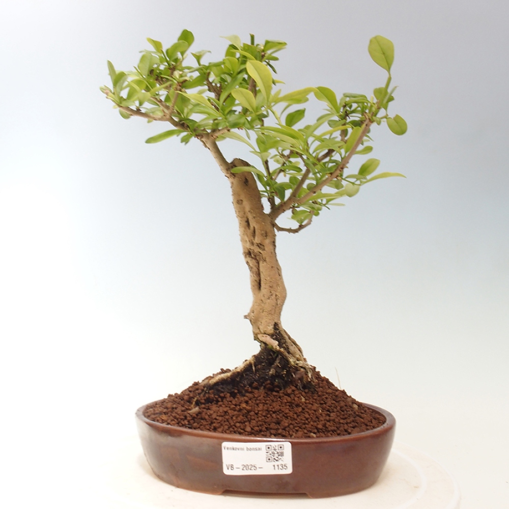 Outdoor-Bonsai - Prunus spinosa - Schwarzdorn