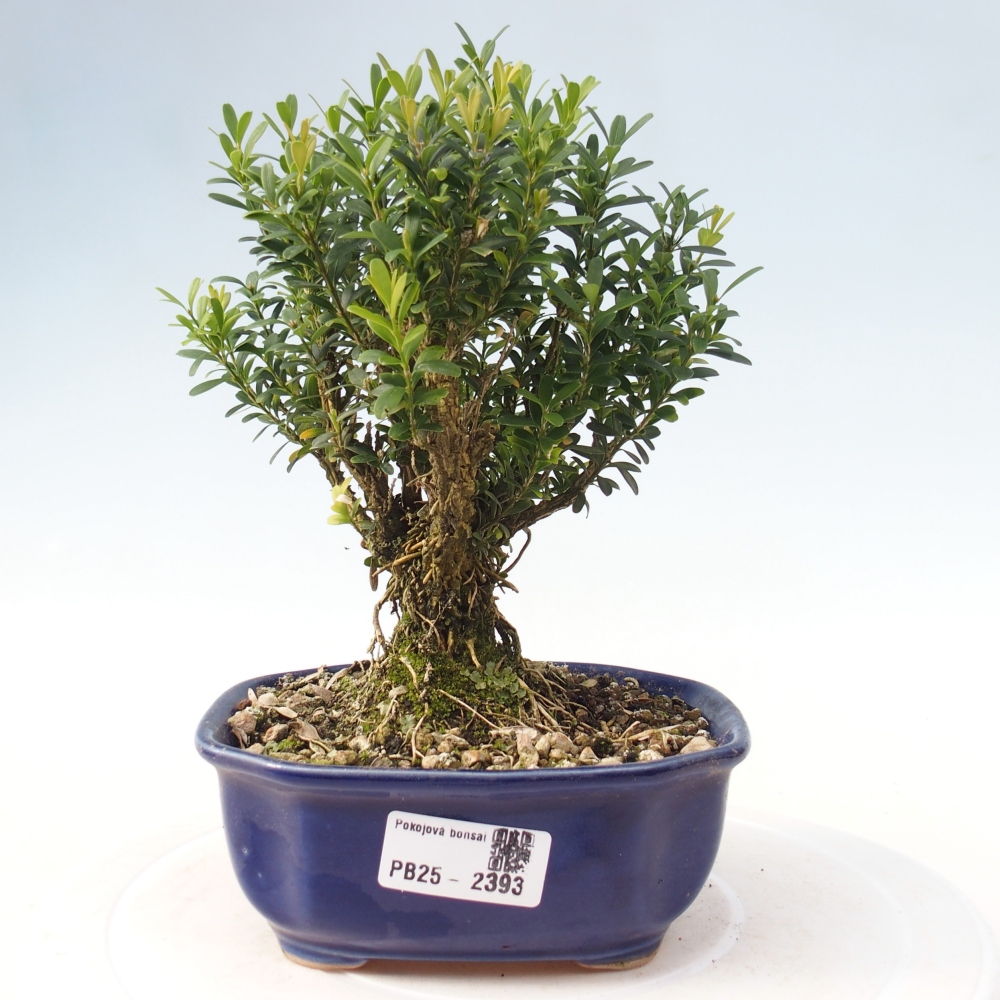 Innenbonsai - Buxus harlandii - Korkbuchsbaum