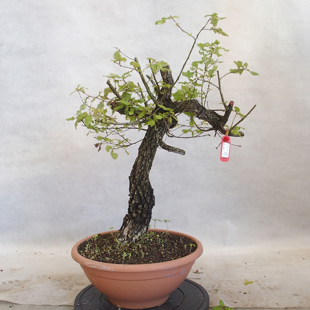 Freilandbonsai Quercus Cerris - Eiche Cer