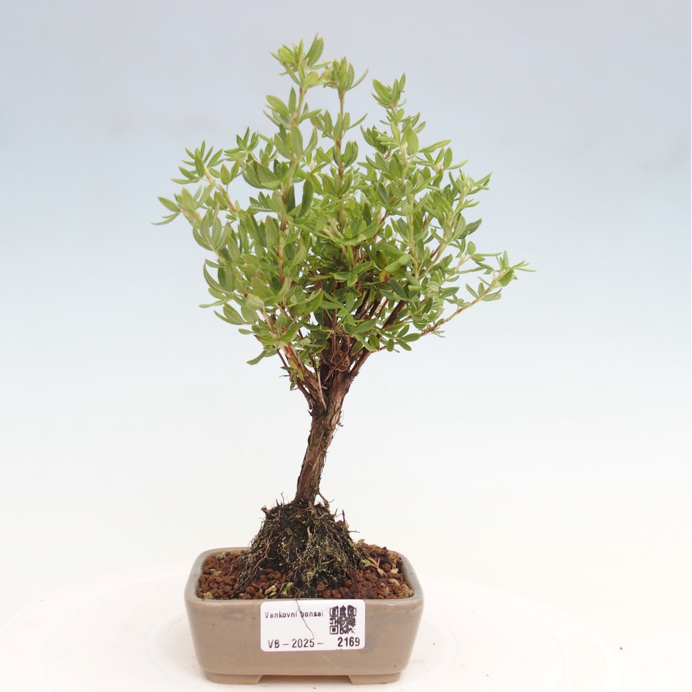 Outdoor-Bonsai-Fingerkraut - Potentila fruticosa gelber Vogel