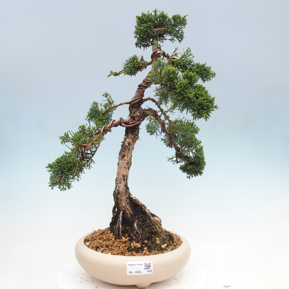 Bonsai für draußen - Juniperus chinensis Kishu