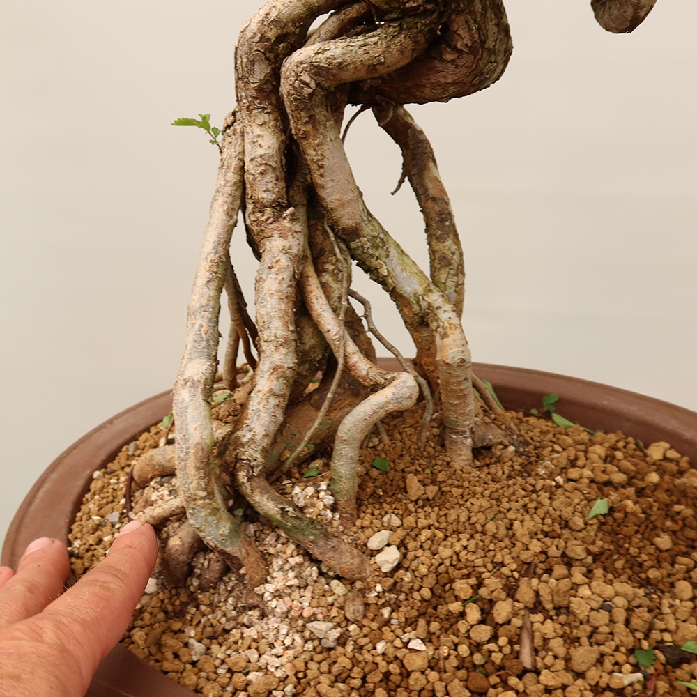 Bonsai im Freien - Zelkova - Zelkova NIRE
