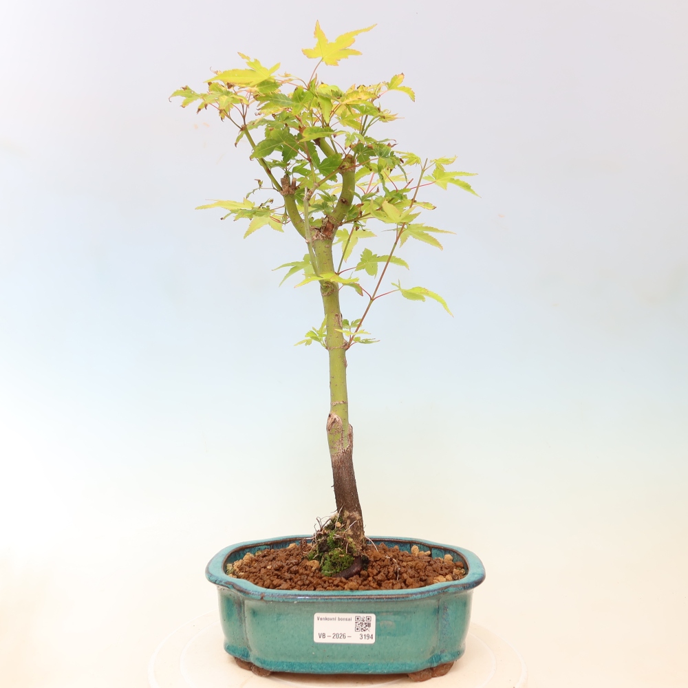 Acer palmatum Aureum - Goldahorn