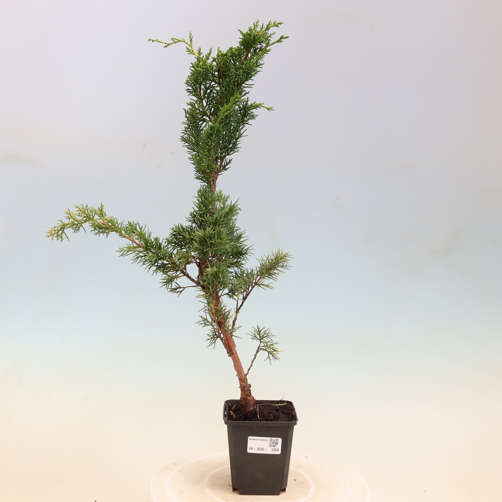 Bonsai für draußen - Juniperus chinensis Kishu