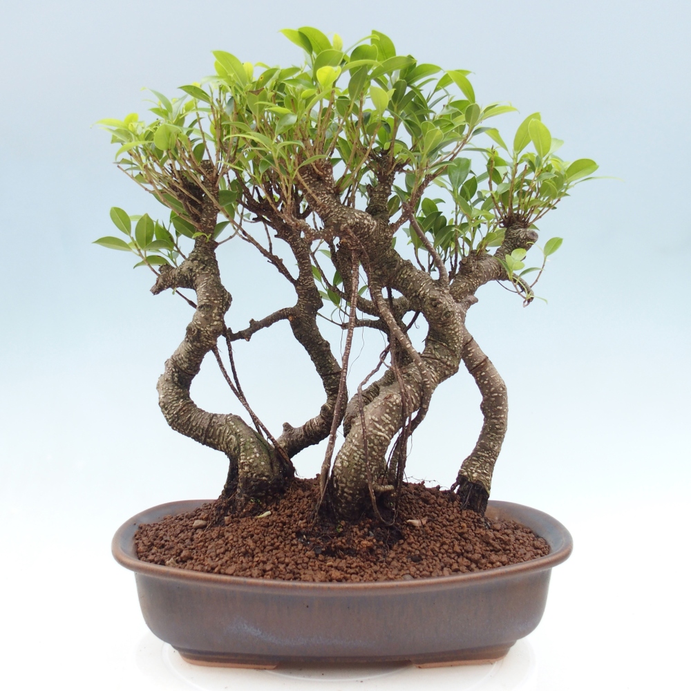 Zimmerbonsai - Ficus kimmen - Kleinblättriger Ficus