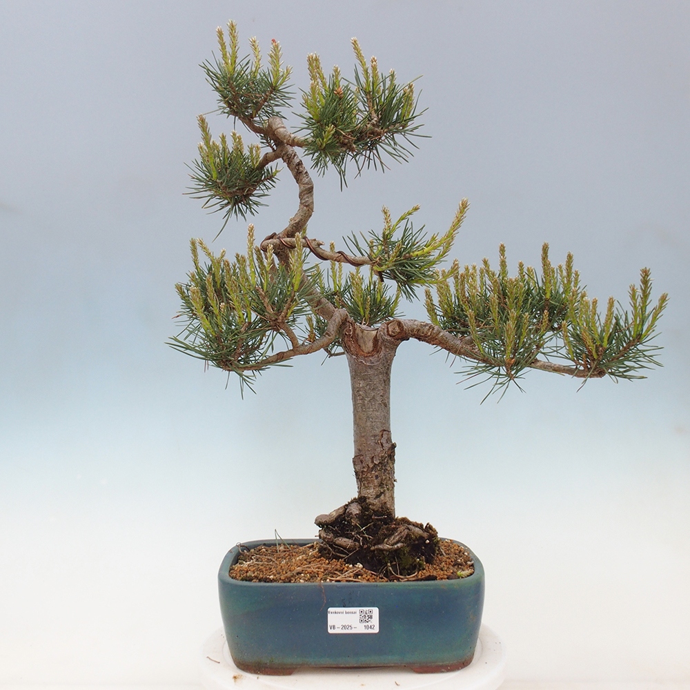 Bonsai im Freien - Pinus Sylvestris - Waldkiefer