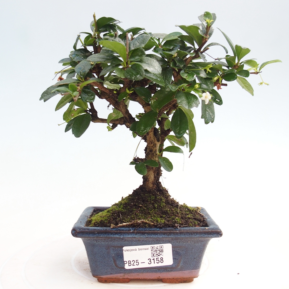 Zimmerbonsai - Carmona Macrophylla - Fuki-Tee