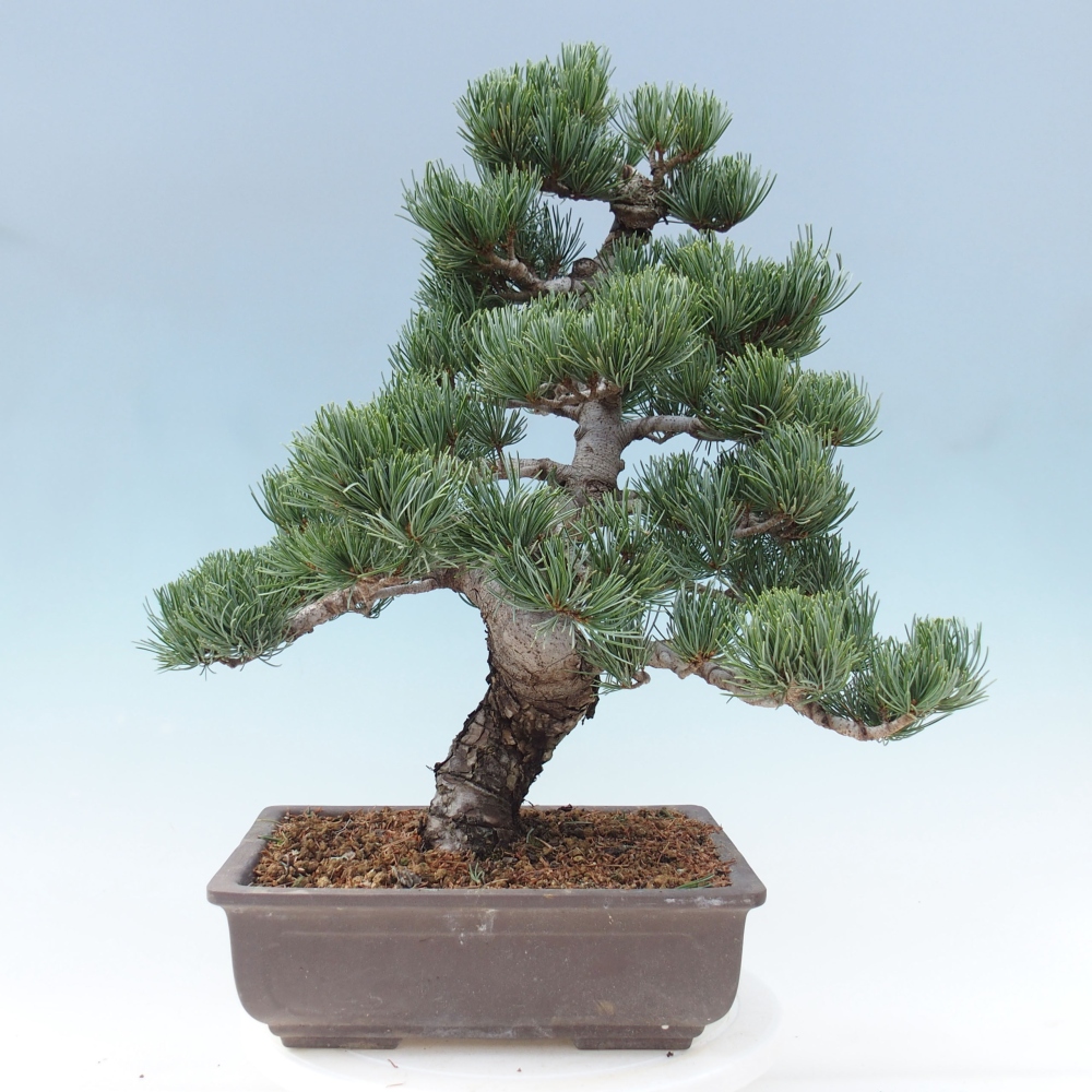 Bonsai im Freien - Pinus parviflora - kleine Kiefer