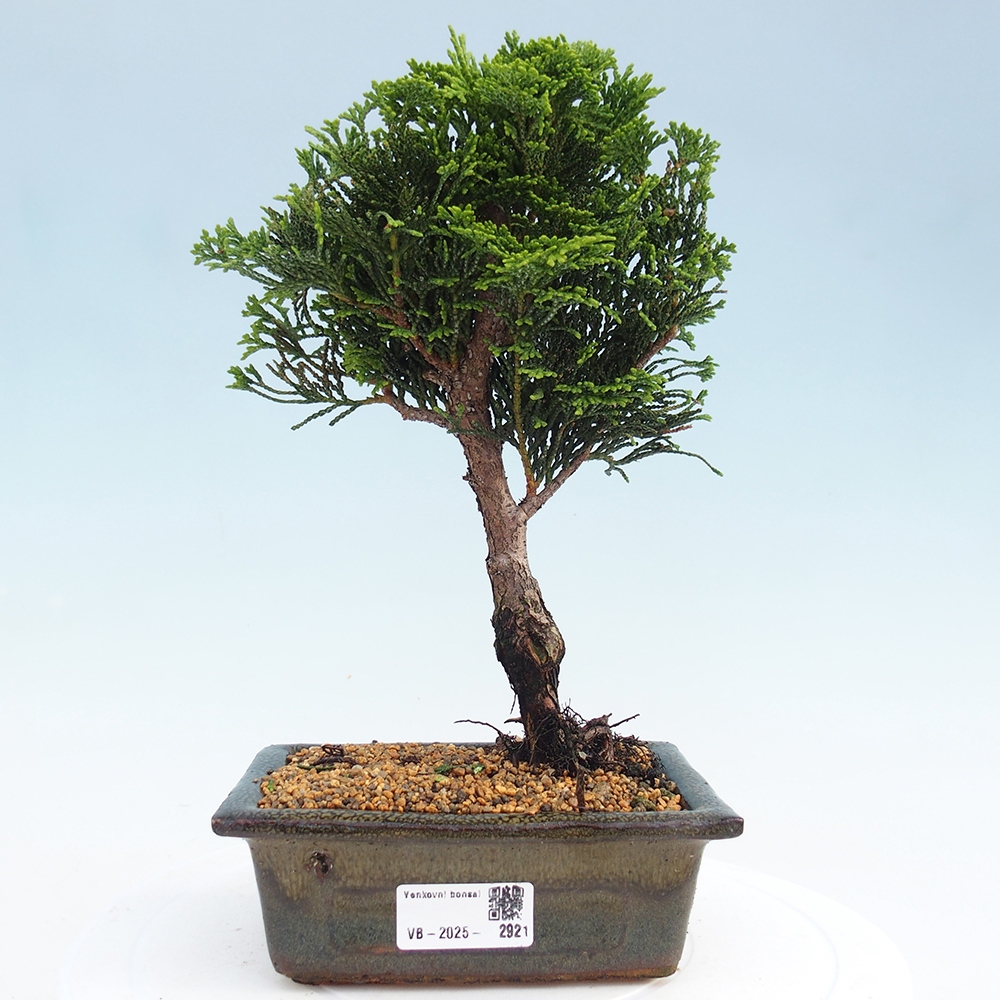 Outdoor-Bonsai - Cham.pis obtusa Nana Gracilis - Zypresse