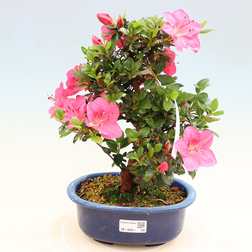 Bonsai für draußen - Japanische Azalee - Azalea Kobai